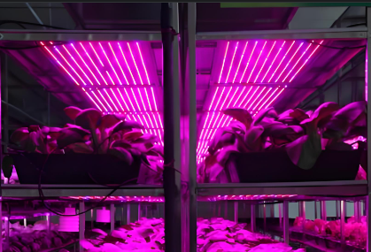 �U�蓝�?:3植物生长灯管用途��用方�?></td></tr></table></div><div   id=